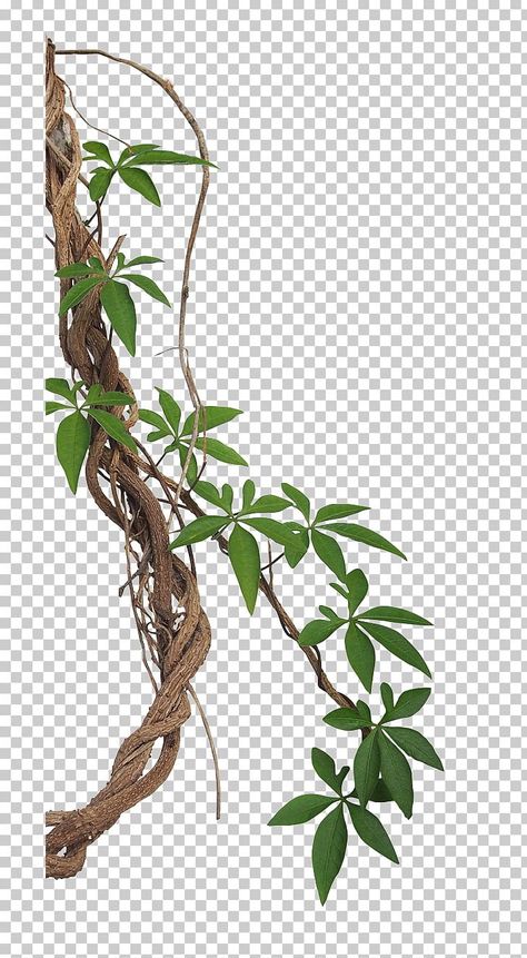 Vine Drawing, Leaf Photography, Best Background Images, Simple Background Images, Tropical Rainforest, Flowering Vines, Tropical Flowers, Flower Drawing, Blue Backgrounds