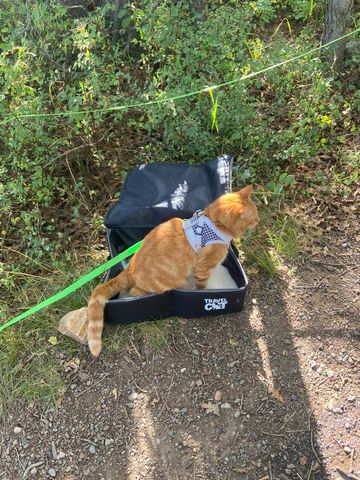 Camping With Cats, Cat Backpack Carrier, Mojo Jojo, Adventure Cat, Pet Backpack, Cat Cages, Diy Backpack, Cat Backpack, Cat Travel