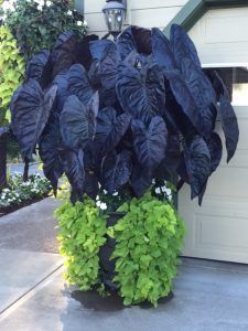 Big Leaf Plants, Pacific Northwest Garden, Northwest Garden, Goth Garden, Shade Garden Plants, Gothic Garden, Black Garden, Shade Trees, Shade Plants