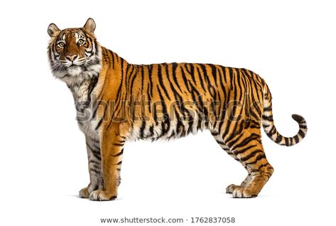 Tiger Side Profile, Tiger Side View, Side View Profile, Tiger Standing, Animal Poses, Tiger Photography, Tiger Year, Angry Tiger, Tiger Images