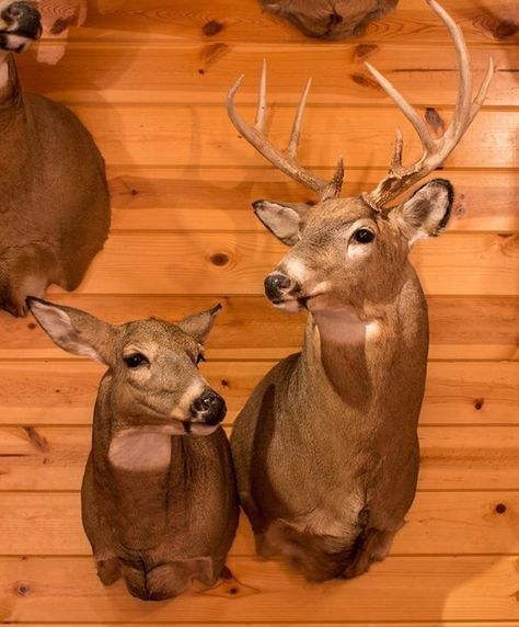 Buck n doe. Separate Mounts.   But together Buck And Doe Mount, Whitetail Mounts, Hunting Mounts, Deer Reference, Deer Mount Ideas, Deer Hunting Decor, Whitetail Deer Pictures, Hunting Ideas, Doe Deer