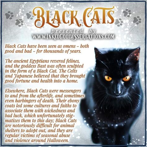 Crow Facts, National Black Cat Day, Spirit Animal Meaning, Black Cat Appreciation Day, Animal Meanings, Cat Presents, Spiritual Animal, Animal Spirit Guides, Eclectic Witch