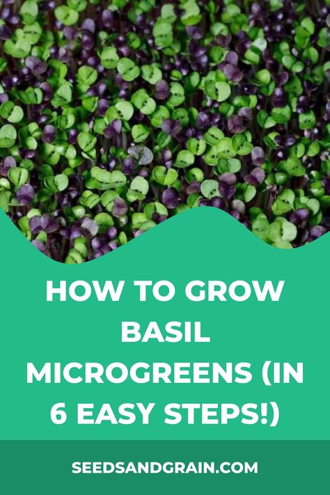 I love growing basil microgreens. They taste so stinking good and have that intense basil flavor you want, but they take up almost no space, and they grow so Basil Microgreens, Microgreens Growing, Types Of Basil, Grow Basil, Seed Starter Kit, Growing Basil, Growing Microgreens, Basil Seeds, Basil Plant