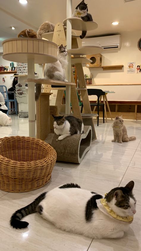 Pet Cafe Aesthetic, Cat Cafe Uniform, Cat Cafe Interior Design, Cat Cafe Ideas, Japanese Cat Cafe, Pet Shop Aesthetic, Cat Cafe Interior, Cat Cafe Aesthetic, Cat Cafe Japan