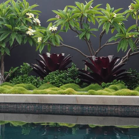 Frangipani Landscaping, Saota Architects, Frangipani Garden, Free Landscape Design Software, Free Landscape Design, Landscape Design Software, Balinese Garden, Tropical Garden Design, Garden Vines