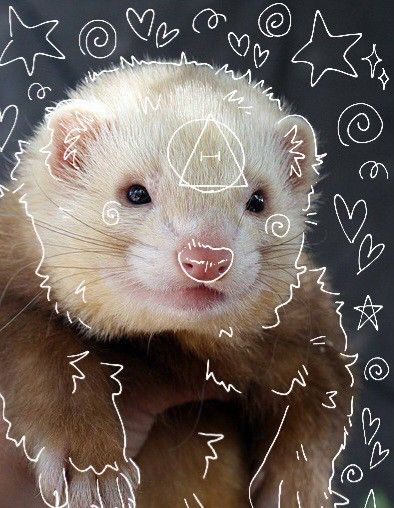 Ferret Pfp, Cinnamon Ferret, Therian Art, White Ferret, Therian Pfp, Cool Black Wallpaper, Shiloh Shepherd, Therian Stuff, Cute Ferrets