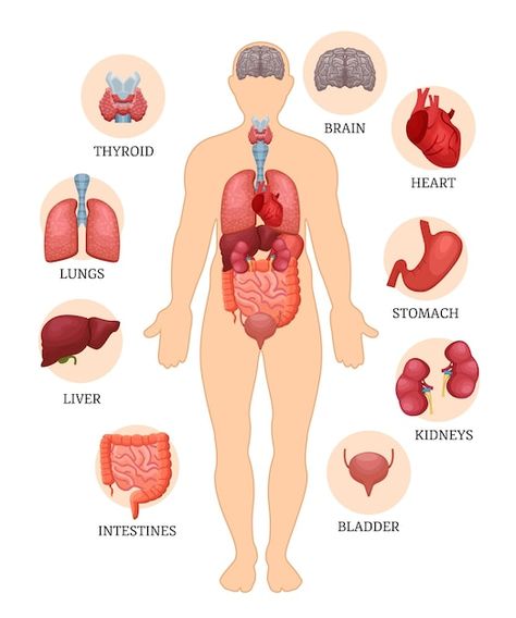 Visual scheme infographic of structure o... | Premium Vector #Freepik #vector #spleen #internal-organs #body-organs #human-organs Anatomy Notes, Anatomy Organs, Human Body Structure, Body Human, Human Organs, Human Body Organs, Human Organ, Internal Organs, Body Structure