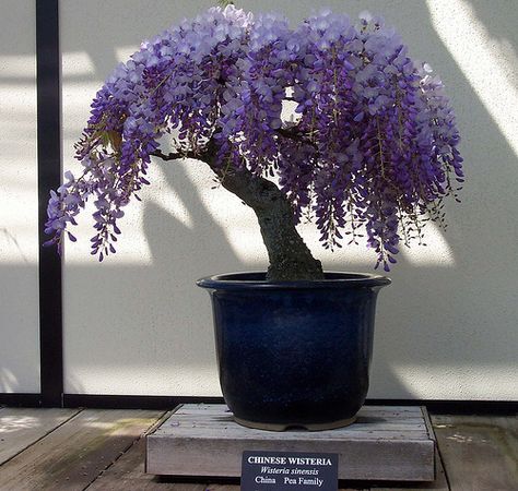 would love to do a wisteria bonsai too.  Boy, would I LOVE to do a bonsi wisteria! Ours is taking over the arbor & it is falling down! I chop it off every year, but to no avail! This is beautiful! Wisteria Bonsai, Bonsai Inspiration, Longwood Gardens, Bonsai Art, Bonsai Plants, Bonsai Trees, Bonsai Garden, Cactus Y Suculentas, Garden Stuff