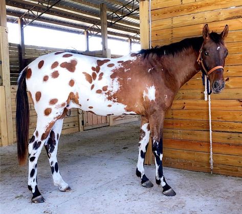 Bay Leopard Blanket Appaloosa Bay Appaloosa, Appaloosa Horse, Bay Leopard Appaloosa, Blanket Appaloosa Horse, Black Leopard Appaloosa, Appaloosa Horses Leopard, Appaloosa Horses Blanket, Blanket Appaloosa, Leopard Blanket