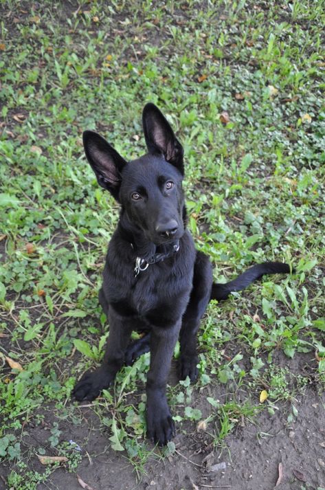 Black Malinois, Berger Malinois, Black Shepherd, Black German Shepherd Dog, Athletic Dogs, Malinois Puppies, Training Ideas, Black German Shepherd, Dogs Breeds