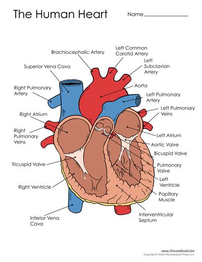 Free Printable Heart Diagram for Kids - Labeled and Unlabeled Simple Heart Diagram, Human Heart Diagram, Anatomy Lab, Heart Structure, Heart Diagram, Note Ideas, The Human Heart, Parts Of The Heart, Heart Anatomy