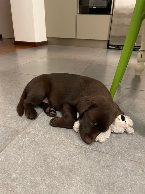 Chocolate labrador sleepinh with her little toy bear Chocolate Labrador, Bear Toy, Labrador, Sleep, Toys, Dogs