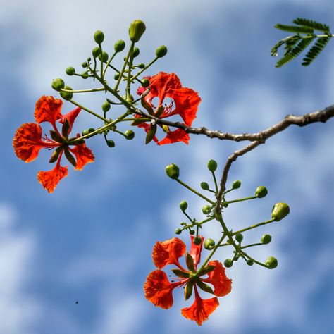 Royal Poinciana Bonsai | Flame Tree Care & Growing Guide Royal Poinciana, Bonsai Tree Care, Flame Tree, Beautiful Flower Drawings, Back Hand Mehndi Designs, Tropical Tree, Bonsai Garden, Tree Care, Tumblr Wallpaper