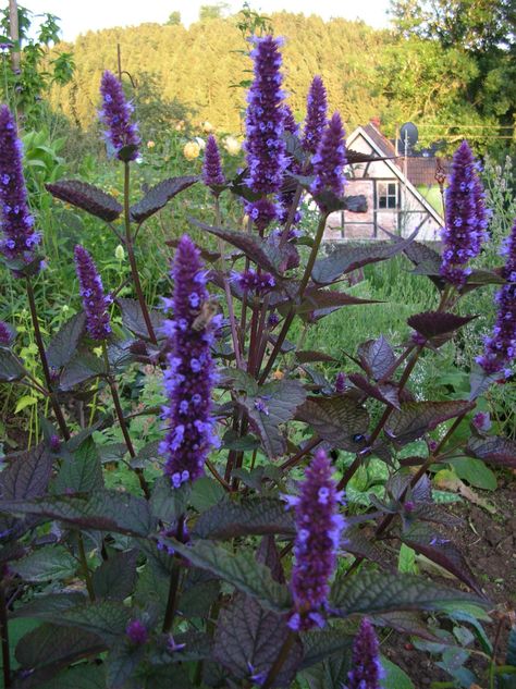 Agastache rugosa Korean Zest Agastache Rugosa, Purple Plants, Blue Plants, Landscape Projects, Types Of Plants, Secret Garden, Perennials, Lawn, Apartment