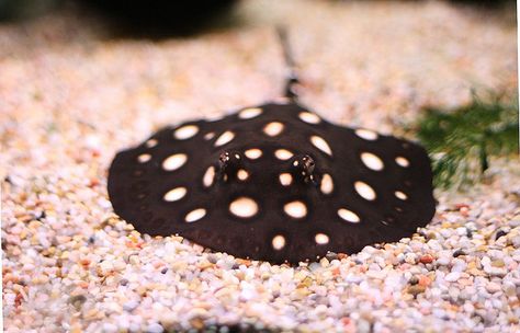 Baby Stingray at the National Zoo in DC. Photo by rightlySo via Flickr. Majestic Sea Flap Flap, Spotted Stingray, Sea Flap Flap, Baby Stingray, Sea Cow, Zoo Babies, Shark Fishing, Aquatic Animals, Ocean Creatures