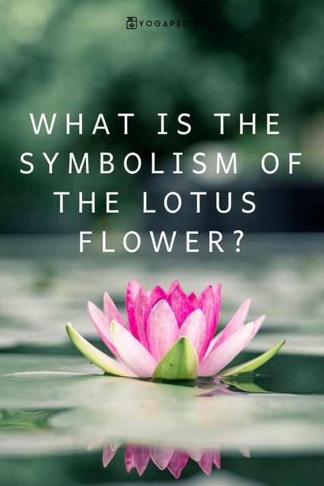 Lotus Flower Craft, Lotus In Water, Yoga Knowledge, Lotus Artwork, Yoga Flowers, Meditation Meaning, Lotus Meditation, Lotus Flower Drawing, Tattoos Flowers