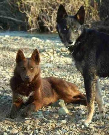 American Indian Dogs. These are beautiful creatures, my boyfriend of nearly three years and I are both of some Indian heritage (him moreso than I) and he would be thrilled to have one someday, they are amazing pets and hopefully I'll be able to surprise him with one as a gift someday soon Native American Dog, Native American Indian Dog, American Indian Dog, Indian Dog, American Dog, Rare Dogs, Anatolian Shepherd, Crazy Dog Lady, English Mastiff