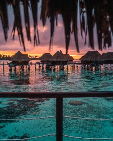 A few photos from our recent stay at Sofitel Kia Ora Moorea Beach Resort. It was so cool to slow down for a few nights and just enjoy the resort life. The weather did not always cooperate but overall it was a great experience. ❓Have you ever stayed at an overwater bungalow? Here are a few interesting facts about the hotel: - There are 114 bungalows at the resort, including 38 overwater bungalows built on stilts over the lagoon. Some overwater bungalows have glass floor panels to view marin... Floor Panels, Water Bungalow, Book Collage, Overwater Bungalows, Glass Floor, Stilts, Beach Resort, Interesting Facts, Beach Resorts