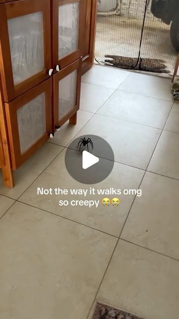 eshay comedy ✪ on Instagram: "That’s a huge spider 😂
Follow @eshay.comedy 👈
Dm for credit" Giant Spider Art, Dangerous Spiders, Huge Spiders, Spiders Scary, October 21, Spiders, Funny, Animals, On Instagram