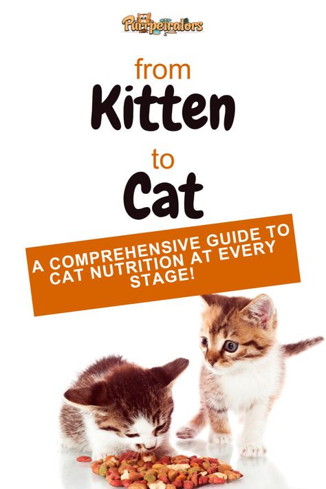 Hey cat lovers! 😺 Dive into our fun guide, 'From Kitten to Cat: Navigating the Journey of Feline Nutrition,' and discover the perfect diet for your kitty's changing needs! With paw-sitive tips, scrumptious recipes, and feline-approved food recommendations, your furball will be purring with gratitude! 🍴😻 Feline Nutrition, Food Recommendations, Best Cat Food, Cat Nutrition, Perfect Diet, Newborn Kittens, Kitten Food, Animal Health, Tiny Kitten