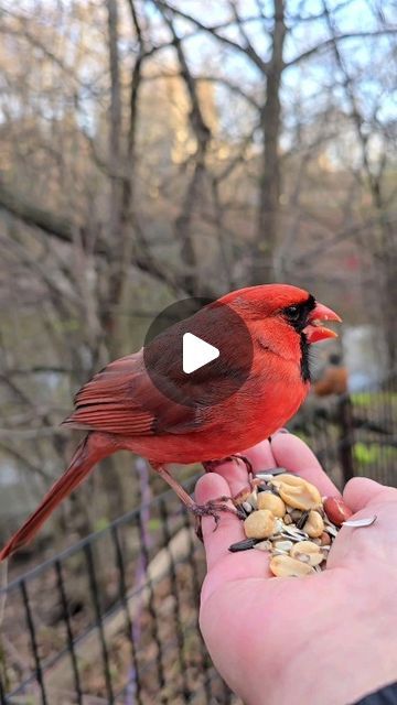 Dani on Instagram: "Scenes from a Marriage   Ralph's mate Regina arrives as he is eating, and he stops to feed her. They engage in this ritual even though there is food on my hand for her.  #cardinals #northerncardinals #redbird #birdlovers #cardinalsofinstagram #birds_adored #naturelovers #urbanwildlife #handfeedingbirds #birdfeeder #newyorkcity" Love Birds Photography, Cute Bird Videos, Funny Birds Videos, Bird Videos, Birds Eating Fruits, Birds And Berries, Cardinal Bird Aesthetic, Love Birds Pet, Funny Bird Pictures