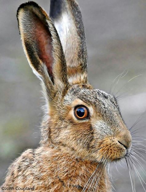 Brown hare by John Coupland Nature Drawings, Rabbit Pictures, British Wildlife, Bunny Art, Nature Drawing, Wild Nature, Animal Photo, Nature Animals, Animal Paintings