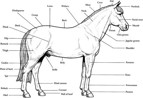 Horse Breeds Coloring Pages | Anatomy - B&W labeled printable Parts Of A Horse, Anatomy Worksheets, Anatomy Coloring, Percheron Horses, Horse Lessons, Anatomy Coloring Book, Horse Information, Horse Facts, Horse Info