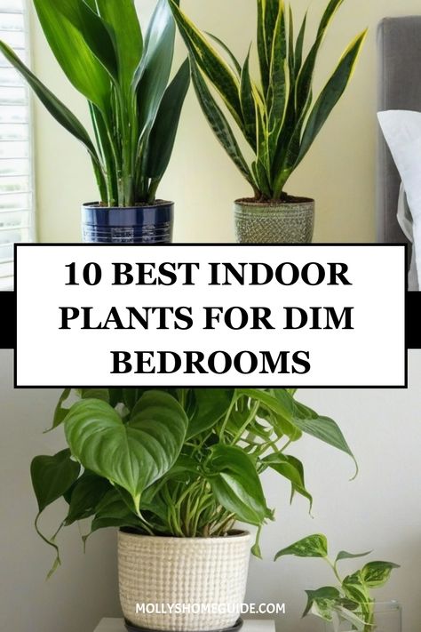 Enhance your bedroom decor with the best indoor plants for low light settings. These easy-care houseplants are perfect for dark corners and bedrooms lacking natural light. Discover a variety of low-light indoor plants that are not only pet-friendly but also low-maintenance. Elevate your bedroom oasis with these cat-safe indoor plants that thrive in minimal sunlight, adding a touch of greenery to any space. Indoor Plants For Bedroom Decor, Best Bedroom Plants Low Lights, Indoor Garden Bedroom, Lowlight Indoor Plant, Low Light Indoor Plant, Green Plants Aesthetic Bedroom, Small Low Light Plants Indoor, Very Low Light House Plants, Best Indoor Plants For Bedroom