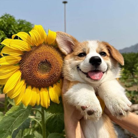 Cute Corgi Puppy Wallpaper, Corgi Dog Aesthetic, Corgi Puppy Wallpaper, Corgi Puppy Aesthetic, Corgi Aesthetic, Corgi Puppy Drawing, Kawaii Corgi, Corgi Face, Baby Corgi