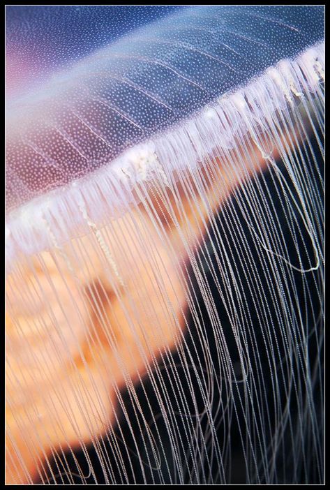 Jellyfish Tentacles Close Up - Stinging cells (nematocysts) line the tentacles of this moon jelly (Aurelia aurita). Upon contact with prey or a predator, a venom-laden harpoon shoots out to stun or kill. Jellyfish Tentacles, Moon Jellyfish, Sea Jellies, Ocean Photos, Science Photos, Underwater Life, Photo Library, Ocean Life, Art Of Living