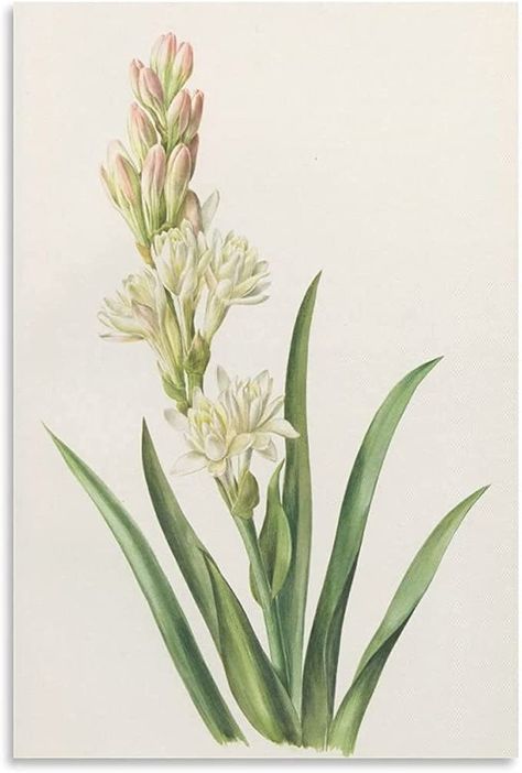 Vintage Floral Poster, Tuberose Flower, Cottage Home Decor, Cottage Home, Vintage Botanical Prints, Floral Poster, Unframed Wall Art, Christmas Poster, Anne Marie