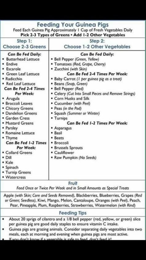 Guinea Pig Food Chart, Guinea Pig Vegetable List, Guenia Pig Cages, Guinea Pig Care Chart, Pig Snacks, Guinea Pig Food List, Pig Diet, Guinea Pig Diet, Hedgehog Care