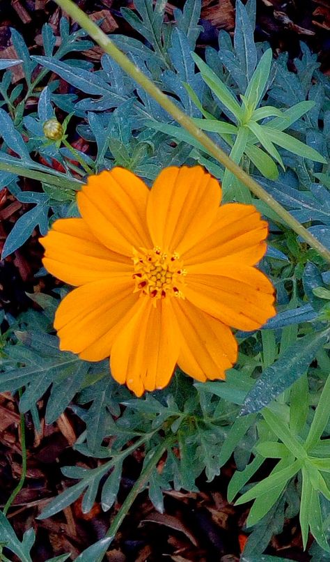 Cosmos Sulphureus, Garden Cosmos, Orange Cosmos, Cosmos, Flowers Bouquet, Flower Garden, Orange, Drawings, Plants