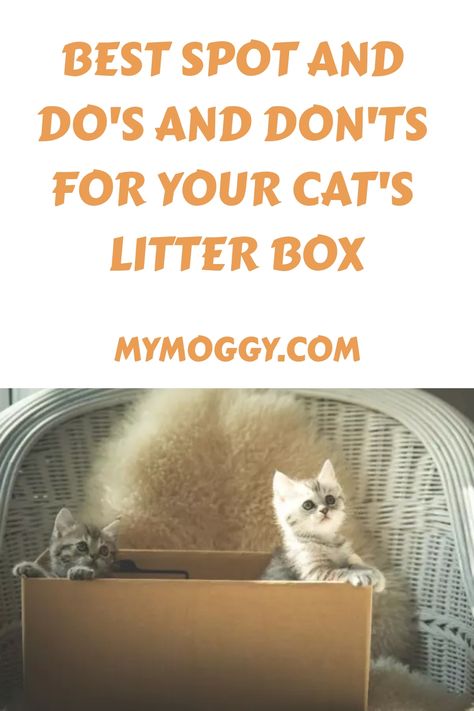 Some people put it in their closet or under the bed, while others use an outdoor kitty pot. The best place to find is clean and private, and convenience is Litter Box Placement, Remove Cat Urine Smell, Cat Litter Box Ideas, Litter Box Ideas, Train A Cat, Best Litter Box, Simple Cleaning Routine, Litter Tracking, Litter Box Covers