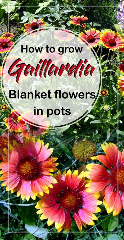 Blanket Flowers Perennials, Best Flowers For Bees, Zone 9 Gardening, Indian Blanket Flower, Butterfly Garden Plants, Anthurium Plant, Shasta Daisies, Freesia Flowers, Blanket Flower