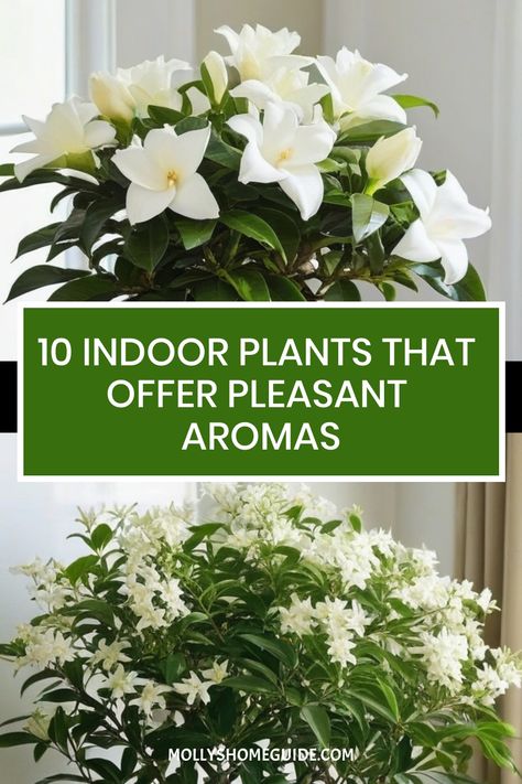 Looking to add a pleasant aroma to your home? Discover a variety of fragrant indoor plants that will make your space smell amazing. From herbs like lavender and rosemary to classic favorites like jasmine and gardenia, these scent-sational plants will enhance the atmosphere in every room. Whether you prefer subtle, natural scents or strong floral aromas, there are plenty of options to choose from. Apartment Flowers Indoor Plants, Indoor Plants That Smell Good, Smell Good Plants, Angel Vine Plant Care, Indoor Potted Flowers, Blooming House Plants, Gardenia Indoor, Fragrant Indoor Plants, Indoor Jasmine Plant