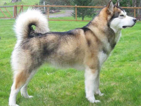 Coat Color of a Siberian Husky  domino Sable Husky, Funny Doggos, Spitz Breeds, White Siberian Husky, White Husky, Alaskan Husky, Siberian Husky Dog, Dog Odor, Siberian Huskies