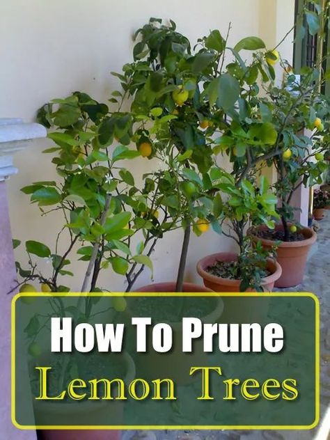 How To Prune A Lemon Tree Container Lemon Tree, Lemon Tree Pruning, Pruning Lemon Tree In Pot, How To Prune A Lemon Tree, Grow Lemon Tree From Seed, Lemon Tree Potted Care, Prune Lemon Tree, Lemon Trees In Pots, Grow Lemon Tree