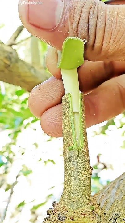 Grafting Fruit Trees, Grafting Plants, Growing Fruit Trees, Summer House Garden, Vegetable Garden Planning, Lawn And Landscape, Fruit Tree, Growing Fruit, Fruit Trees