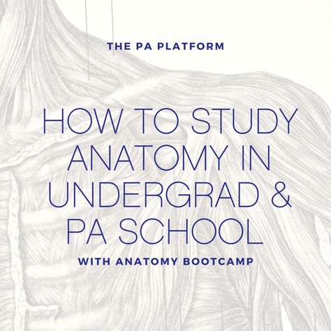 Pa School Essentials, How To Study Anatomy, Rad Tech Student, Physician Associate, Study Anatomy, Augusta University, Physician Assistant School, Gre Prep, Nursing Information