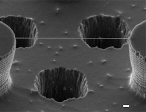 This is what DNA actually looks like... Scanning Electron Microscope Images, Microscope Images, Electron Microscope Images, Scanning Electron Microscope, Scanning Electron Micrograph, Dna Molecule, Microscopic Images, Electron Microscope, New Scientist