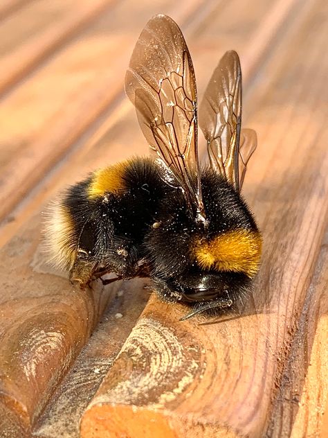 Amazing detailed photo of a bumble bee showing gorgeous wing patterns Bumble Bee Wings, Bee Utiful, Bee Wings, Bee Art, Botanical Painting, Creature Feature, Painting Tips, Butterfly Wings, Art Class