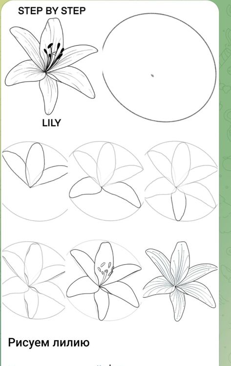 Lily Tutorial Drawing, Water Lily Drawing Step By Step, How To Draw Jasmine Flower, How To Draw A Lily Flower Step By Step, Flower Sketch Tutorials, Lily Simple Drawing, Drawing Lily Flower, How To Draw Lily, Lily Drawing Step By Step