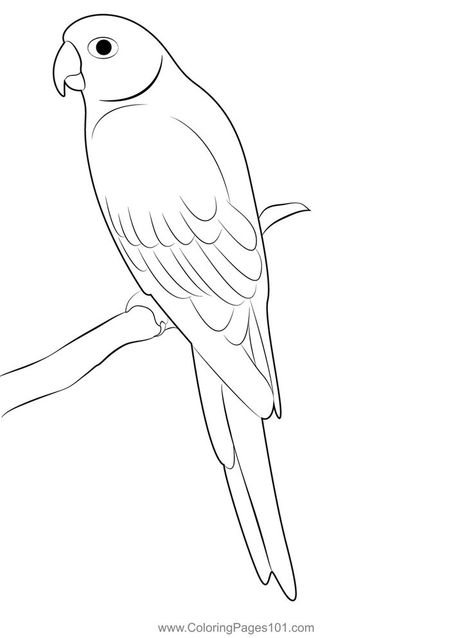 Parrot 6 Coloring Page King Parrot Drawing, Parrot Line Drawing, Parrot Outline Drawing, Parotts Bird Drawing, Parrot Template, Parrot Outline, Bird Outline Drawing, Parrot Drawing Easy, Parrot Ideas