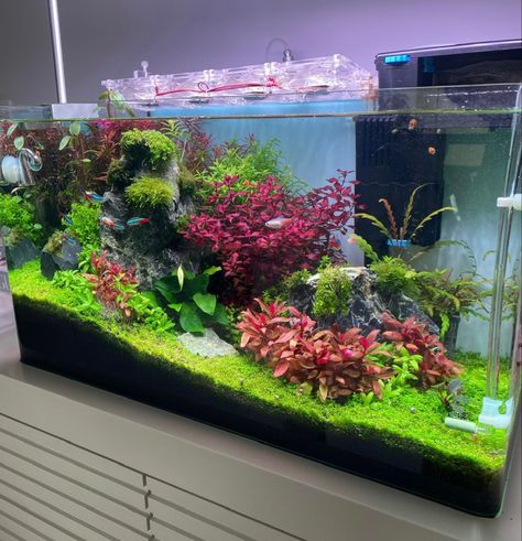 40 Gallon Breeder Aquascape, Aquarium Layout Ideas, Malaysian Driftwood Aquascape, 5 Gallon Aquascape Ideas, Fresh Water Aquascape, 30 Gallon Fresh Water Fish Tank Ideas, Beautiful Aquariums Tanks, 60 Gallon Fish Tank Ideas, Aquascapes Freshwater