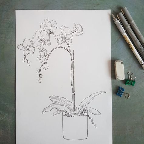 Drawing Of Orchids Flower, Orhidee Flowers Drawing, Moon Orchid Drawing, Orchid In Vase Tattoo, Orchids Drawing Sketches, Orchid In Pot Tattoo, Drawing Of Orchids, Potted Orchid Tattoo, Orchid Flower Sketch