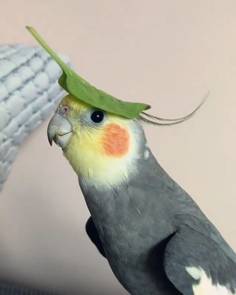 Cockatiel Singing, Conure Bird, Parrot Pet, Funny Baby Memes, Funny Parrots, Animals Funny, Cute Funny Babies, Funny Birds, Pet Bird