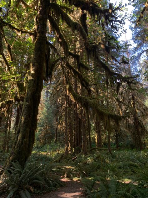 cedars eaten by moss in the Hoh rainforest Cedar Tree Aesthetic, Cedar Aesthetic, Mossy Forest, Hoh Rainforest, Tree Aesthetic, Dark Forest Aesthetic, Forest Aesthetic, Cedar Tree, Cedar Trees