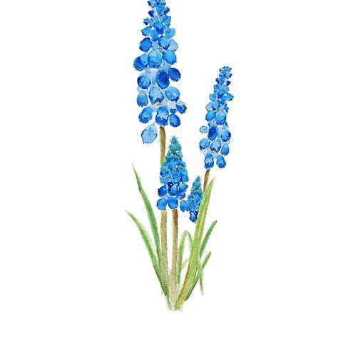 blue hyacinth Hyacinth Painting, Blue Hyacinth, Grape Hyacinth, Easy Watercolor, Happy Mothers Day, Happy Mothers, Montessori, Tatting, Forest