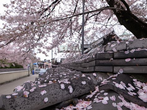 Dreamy Photography, Sakura Tree, Japan Aesthetic, Pink Themes, Japanese Aesthetic, Layout Inspiration, Computer Wallpaper, Nature Aesthetic, Pretty Places